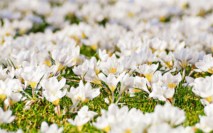 bianco crochi, bokeh, primavera, fiori bianchi, crochi, macro, fiori di primavera