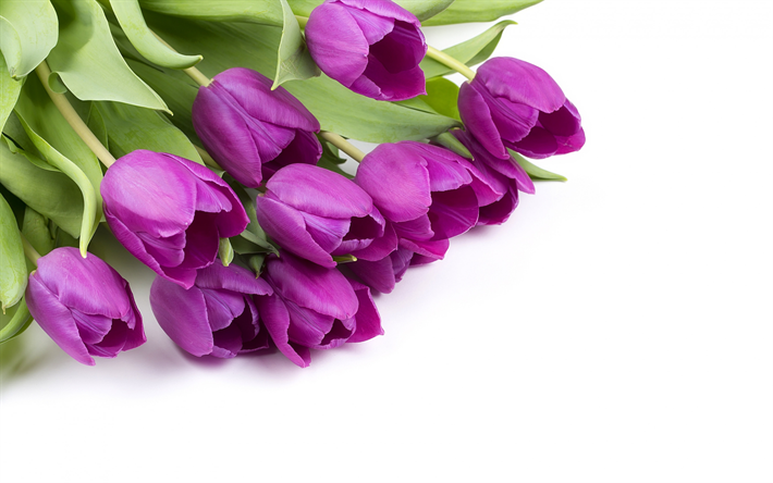 viola tulipano, sfondo bianco, bellissimi fiori di primavera, tulipano, bouquet, floreale, sfondo