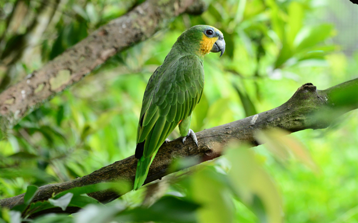 Rose cerchi parrocchetto, grande e verde di pappagalli, uccelli tropicali, pappagalli, Indiano parrot, India
