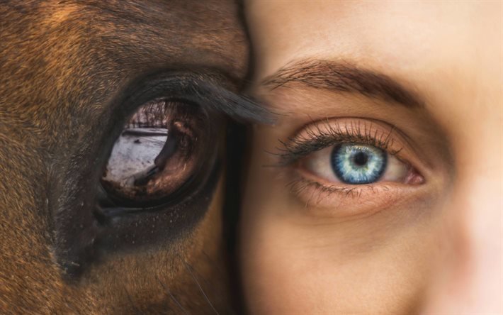 la amistad conceptos, 4k, el caballo y el hombre, el amor por los caballos, los ojos, la amistad, el amor por los animales, la humanidad