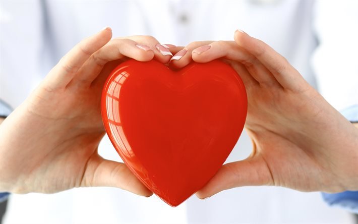 red heart in hands, cardiology, doctor with a heart in his hands, cardiologist, doctor, healthy heart concepts, medicine concepts