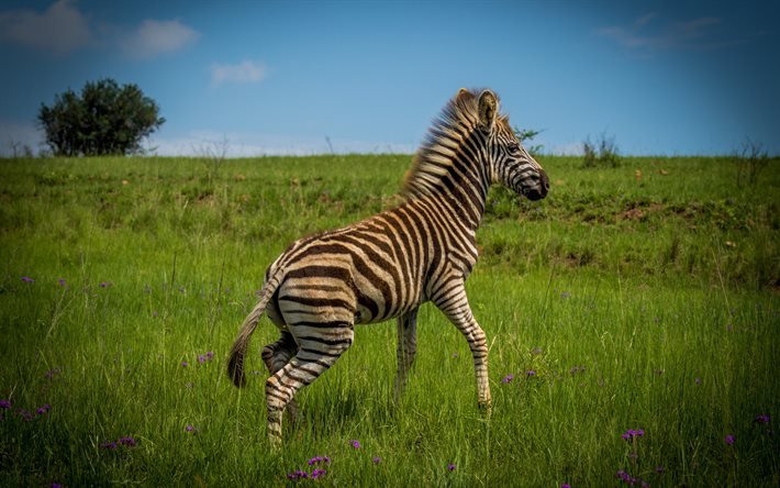 small zebra, wildlife, green grass, zebras, zebra cub, Africa, wild animals