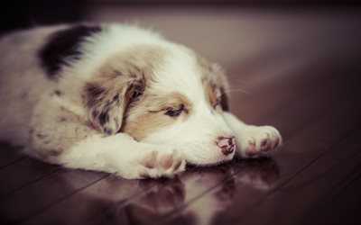 Australian Shepherd Dog, small white puppy, cute animals, little sleeping dog, pets, Aussie, puppies