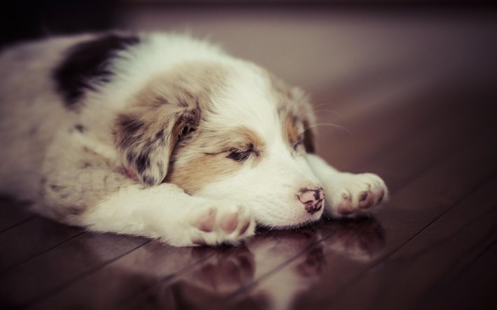 Berger australien, Chiens, petit chiot blanc, des animaux mignons, peu de couchage du chien, animaux de compagnie, Australien, chiots