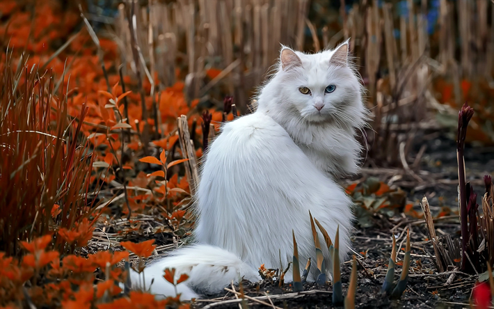 Maine Coon, bokeh, fluffy cat, cute animals, white Maine Coon, Heterochromia, pets, cats, Maine Coon Cat, domestic cats, white cat