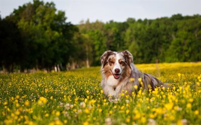 Australian Shepherd, lawn, Aussie, yellow flowers, pets, dogs, Australian Shepherd Dog, Aussie Dog
