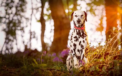 Dalmatian, spotted dog, pets, cute animals, forest, evening, sunset, dogs