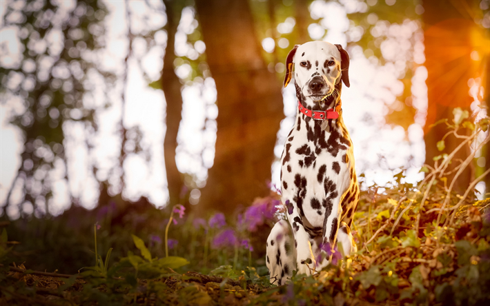 dalmatiner, gefleckte hund, haustiere, niedliche tiere, wald, abend, sonnenuntergang, hunde