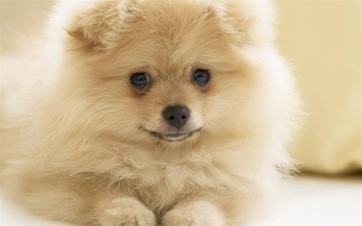 Pomeranian Spitz, valkoinen p&#246;rr&#246;inen pentu, pieni s&#246;p&#246; koira, rotujen koirat, pienet koirat