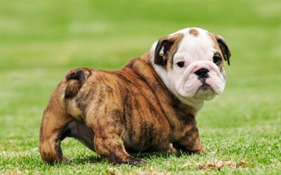 english bulldog, small brown puppy, cute animals, small dogs, green grass, pets, dog breeds