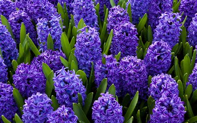 jacintos, primavera flores violeta, flores silvestres, primavera