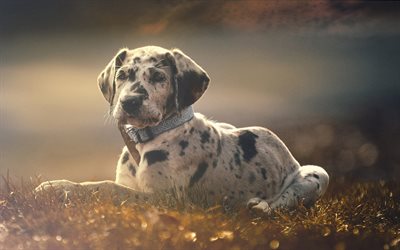 Catahoula Leopard Dog, puppy, pets, dogs, Catahoula Cur, bokeh