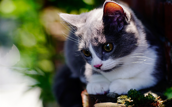 cinza branco gato, grandes olhos verdes, Gato British shorthair, animais fofos, desfoque, floresta, bokeh, gatos