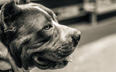 Pit Bull, 4k, monochrome, close-up, dogs, Pit Bull Terrier, pets, Pit Bull Dog