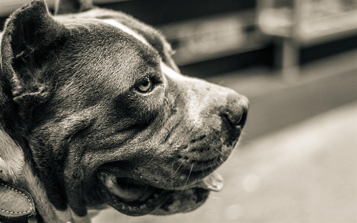 Pit Bull, 4k, monocrom&#225;tico, close-up, cachorros, Pit Bull Terrier, animais de estima&#231;&#227;o, Pit Bull Dog