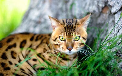 4k, Bengal Cat, close-up, pets, domestic cat, cute animals, green eyes, cats, Bengal