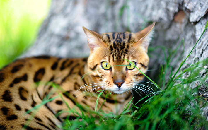 4k, Gatto del Bengala, close-up, animali domestici, gatto domestico, animali cute, occhi verdi, gatti Bengala
