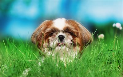 Cavalier King Charles Spaniel, small white puppy, brown ears, cute animals, pets, small dogs