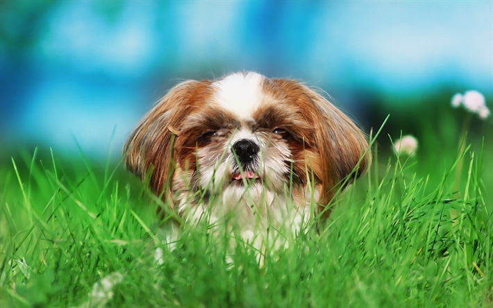 cavalier king charles spaniel, kleiner wei&#223;er welpe, braune ohren, niedliche tiere, haustiere, kleine hunde