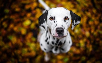 Dalmatian, puppy, bokeh, domestic dog, pets, close-up, dogs, cute animals, Dalmatian Dog