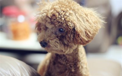poodle, small brown curly dog, cute animals, puppies, pets, dog breeds