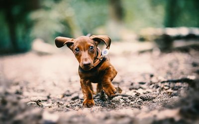 Dachshund Dog, bokeh, puppy, forest, dogs, pets, small dachshund, cute animals