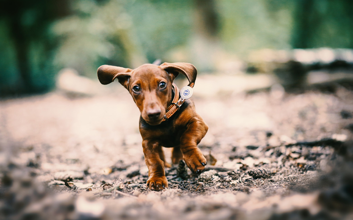 Tax Hund, bokeh, valp, skogen, hundar, husdjur, liten tax, s&#246;ta djur