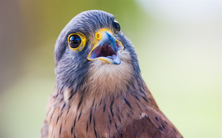 Rock Gheppio, close-up, fauna selvatica, uccelli esotici, uccelli rapaci, il Falco rupicolus