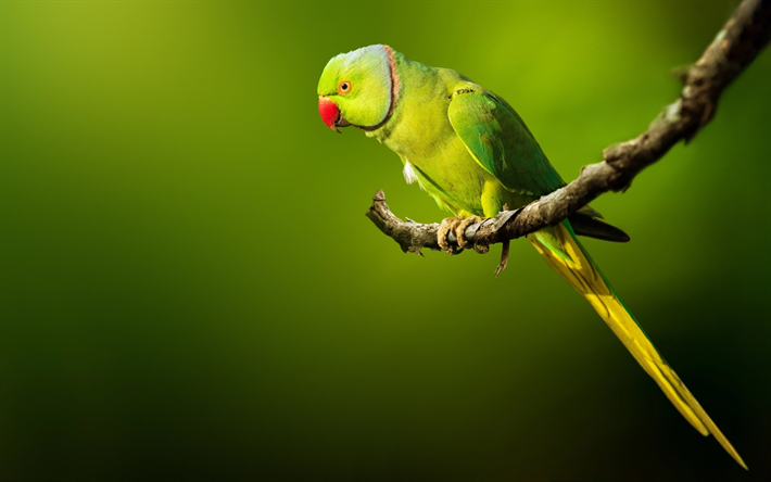 Rose-Ringed Parakeet, bokeh, wildlife, exotic birds, parrots, green birds, Psittacula krameri, parrot on branch
