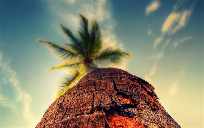 palm, vista dal basso, estate, blu, cielo, isola tropicale, viaggio, concetti, turismo