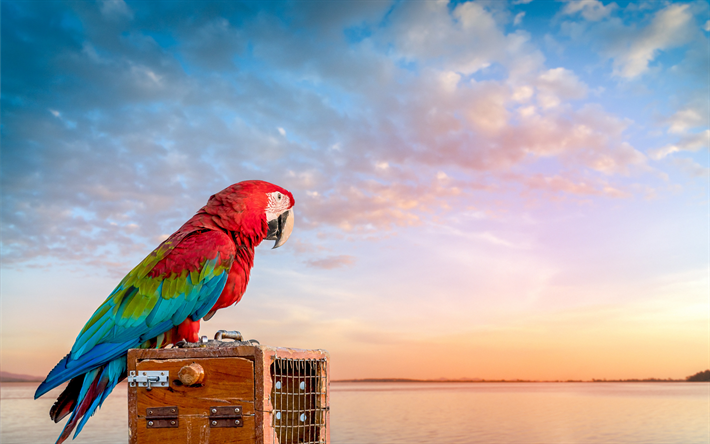 Kırmızı papağan, kırmızı papağan, papağan, g&#252;zel kırmızı kuş, Seyahat kavramları, yaz, G&#252;n batımı