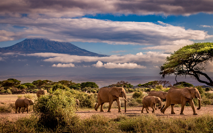 elefantes, a vida selvagem, &#193;frica, elefante fam&#237;lia, os elefantes africanos, paisagem de montanha