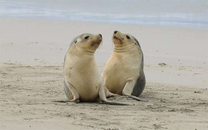 sellos, de la fauna, de la costa del pac&#237;fico, las peque&#241;as focas, animales lindos, animales salvajes