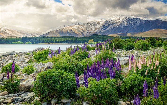 Nuova Zelanda, 4k, le montagne, i lupini, lago, natura, nuvole