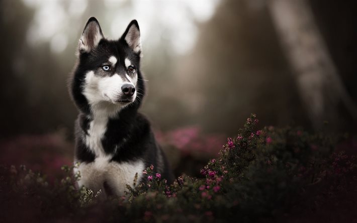 Husky, heterochromia, bokeh, pets, dogs, cute animals, Husky Dog