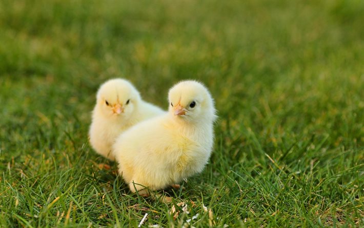 chickens, green grass, cute animals, little chickens, farm