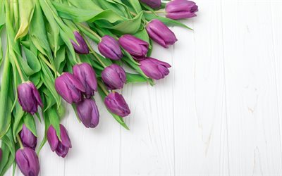 purple tulips, wooden white background, spring flowers, tulips, floral background, frame of tulips