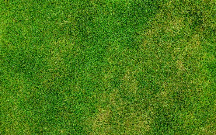 grama verde textura, relva de cima, planta de texturas, grama fundos, grama texturas, macro, o verde da relva, fundos verdes