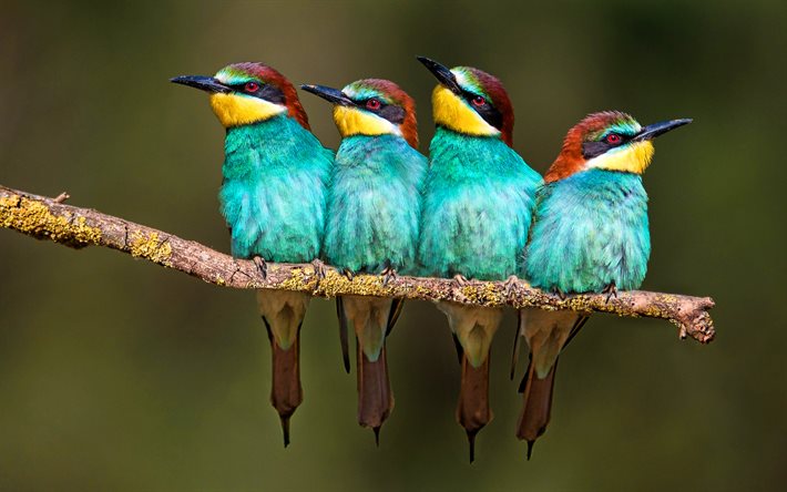 golden bee-eater, makro, nelj&#228; lintua, eksoottisia lintuja, wildlife, lintujen haara