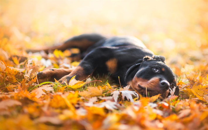 Small Rottweiler, autumn, pets, cucciolo, cani, bokeh, Rottweiler, cute animals, cute puppy, Cane