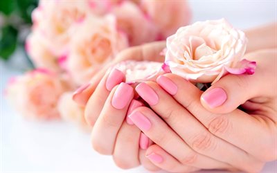 roses in hands, purple roses, manicure concepts, roses, beautiful flowers, hands with flowers