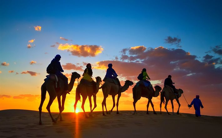 cammelli, deserto, tramonto, la sabbia, i turisti, in Egitto, a dorso di cammello