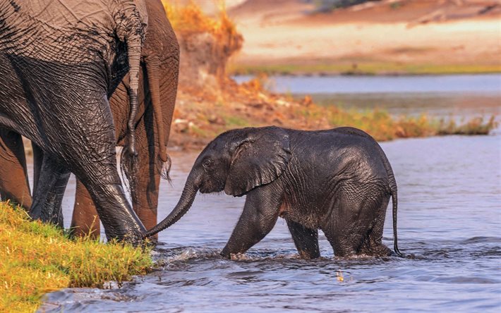 piccolo elefante, sera, tramonto, elefanti, fauna selvatica, fiume, elefante in acqua