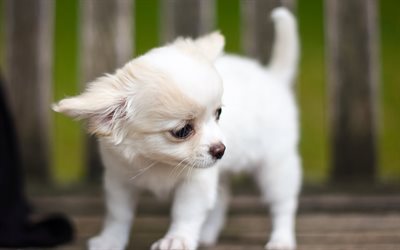 Chihuahua, little white puppy, cute animals, little dogs, white dog