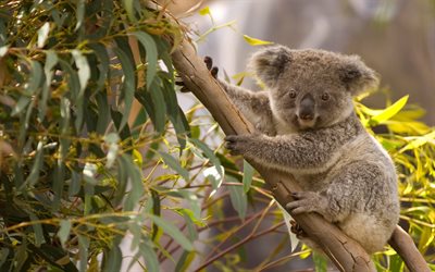 كوالا, جرابي, شجرة, الحياة البرية, الحيوانات لطيف, الكوالا, أستراليا