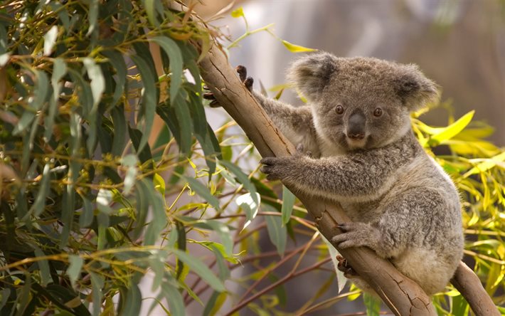 コアラ, marsupial, ツリー, 野生動物, かわいい動物たち, 豪州