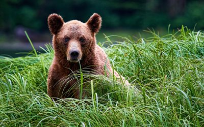 oso, 4k, verano, vida silvestre, los depredadores, bokeh, ruso naturaleza, osos, Ursidae