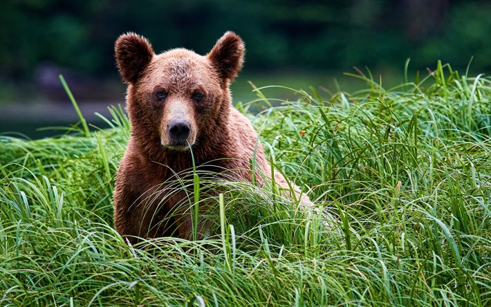 熊, 4k, 夏, 野生動物, 敵, ボケ, ロシアの自然, Ursidae