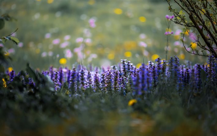 purple wildflowers, blur, evening, floral background, field