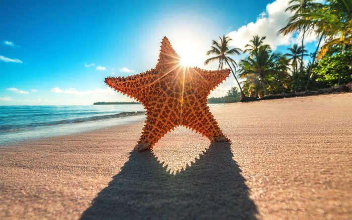 estrela do mar, ver&#227;o, mar, praia, para&#237;so, sol brilhante, palmas